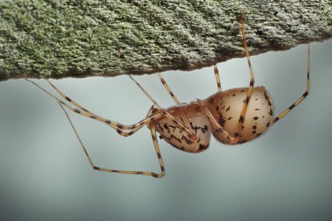 Speispinnen Scytodes thoracica