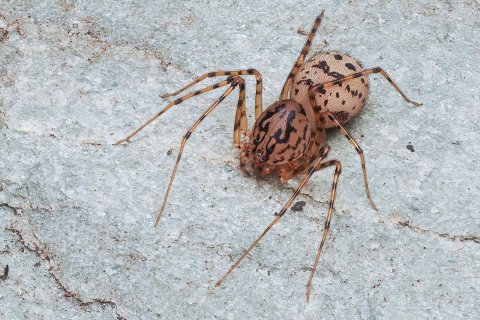 Speispinnen Scytodes thoracica