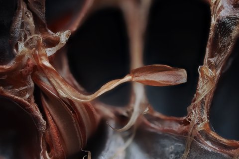 die speiser&ouml;hre einer spinne