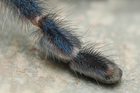 Fu&szlig; einer Vogelspinne