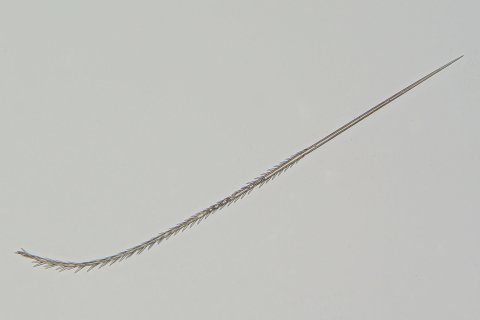 ein einzelnes brennhaar einer vogelspinne