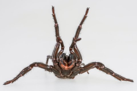 eine spinne in angriffsstellung