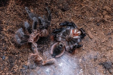 Eine Vogelspinne h&auml;utet sich. / Tliltocatl vagans