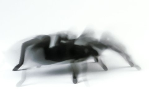 eine schwarze spinne im lauf vor wei&szlig;em hintergrund