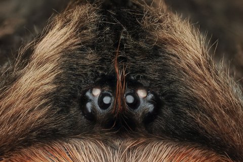 Augenh&uuml;gel einer Vogelspinne als Makrofoto