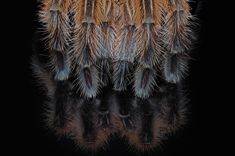 haarige spinnenbeine als makrofoto