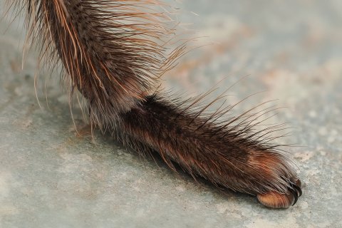 Fu&szlig; einer Vogelspinne