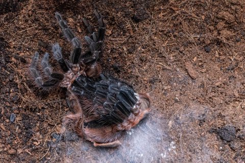 eine spinne bei der h&auml;utung