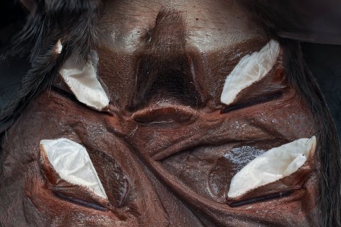 epigyne von einem spinnenweibchen