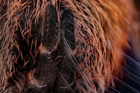 spinnwarzen einer spinne mit spinnspulen