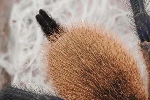 Spinnwarzen einer Vogelspinne