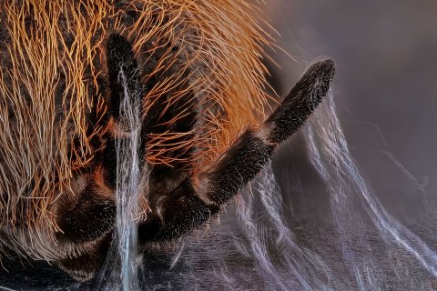 Spinnwarzen der Vogelspinne Grammostola rosea
