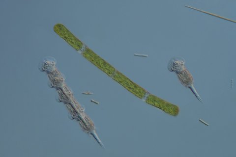 Helm-R&auml;dertier der Gattung Squatinella