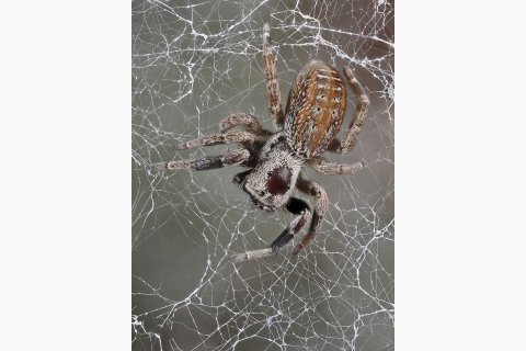 Stegodyphus im Spinnennetz