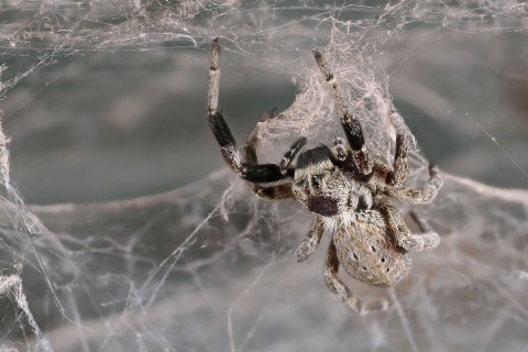 Stegodyphus im Spinnennetz