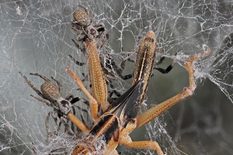 Stegodyphus im Gemeinschaftsgespinst