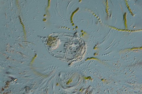 Das Drachen R&auml;dertier Synchaeta erzeugt Strudel mit seinem R&auml;derorgan