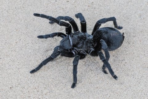 vogelspinne l&auml;uft in der w&uuml;ste