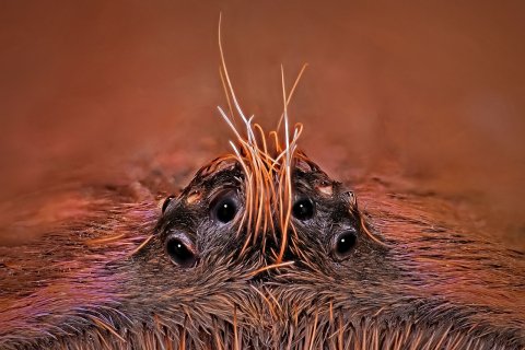 Augenh&uuml;gel von Grammostola rosea.