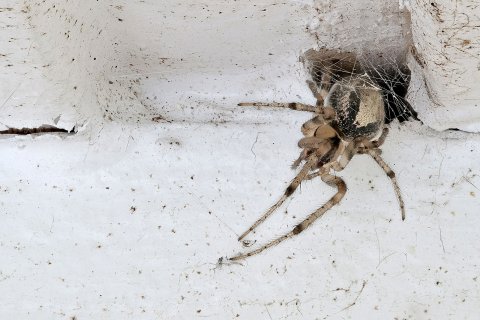 Sektorenspinne Zygiella x-notata