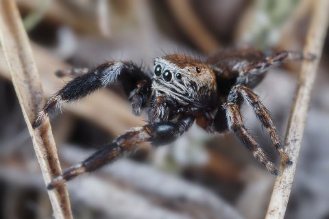 Ein Männchen der Gattung Evarcha krabbelt durch die Templiner Heide in Brandenburg. Die Springspinne Evarcha
