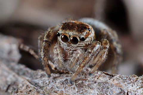 Ein Weibchen der Gattung Evarcha. Die Springspinne Evarcha