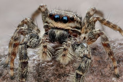 Hier das Weibchen ohne "Boxhandschuhe" an den Tastern. Rindenspringspinne Marpissa muscosa