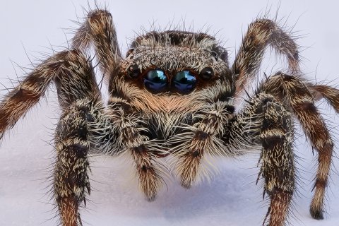 Nun folgen einige Springspinnen (Fam. Salticidae). Hier die häufige Rindenspringspinne Marpissa muscosa. Rindenspringspinne Marpissa muscosa